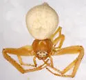 Mecaphesa deserti - photo 3