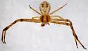 Mecaphesa gabrielensis