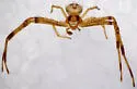 Mecaphesa gabrielensis - photo 2
