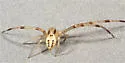 Mecaphesa gabrielensis - photo 4