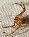 Mecaphesa importuna