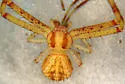Mecaphesa importuna - photo 2
