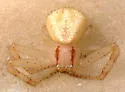Mecaphesa importuna - photo 3