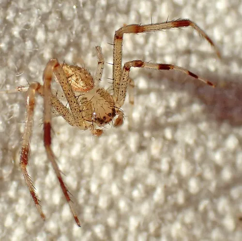 Oak Crab Spider