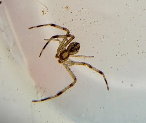 Mecaphesa rothi