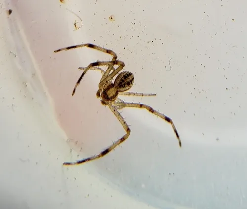 Mecaphesa rothi - photo 2