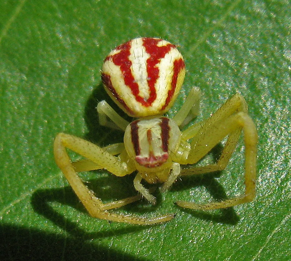 Mecaphesa schlingeri - photo 2