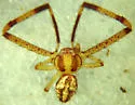 Mecaphesa sierrensis - photo 2
