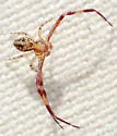 Mecaphesa sierrensis - photo 3