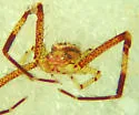 Mecaphesa sierrensis - photo 4