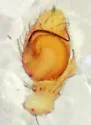 Mecaphesa sierrensis - photo 5