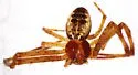 Mecaphesa verityi