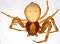 Mecaphesa verityi - photo 2