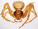 Mecaphesa verityi - photo 3