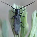 Mecas bicallosa
