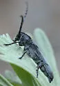 Mecas bicallosa - photo 2