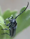 Mecas bicallosa - photo 3