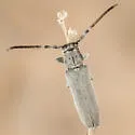 Mecas bicallosa - photo 5