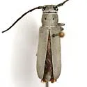 Mecas cana - photo 2