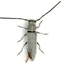 Mecas cineracea