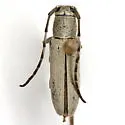 Golden Aster Borer