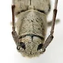 Golden Aster Borer - photo 3