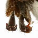 Golden Aster Borer - photo 4