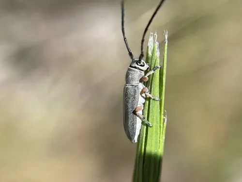 Mecas femoralis