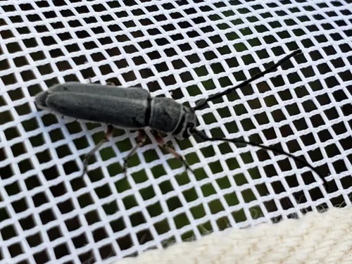Mecas femoralis - photo 2