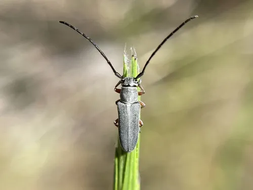 Mecas femoralis - photo 3