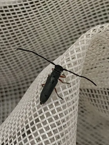 Mecas femoralis - photo 4