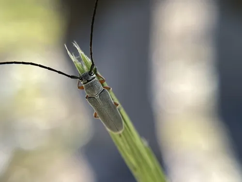 Mecas femoralis - photo 5
