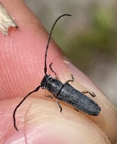 Mecas femoralis - photo 6