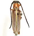 Mecas linsleyi