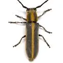 Mecas marginella - photo 2