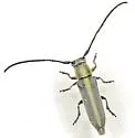 Mecas marginella - photo 3