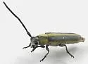 Mecas marginella - photo 4
