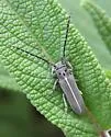 Mecas menthae - photo 2