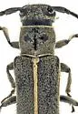 Mecas menthae - photo 4