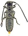 Mecas menthae - photo 5