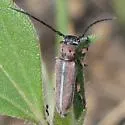 Mecas pergrata - photo 2