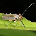 Mecas pergrata - photo 3