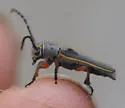 Mecas pergrata - photo 4