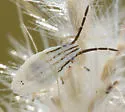 Mecidea major