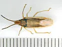 Mecidea major - photo 2