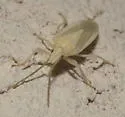 Mecidea major - photo 3
