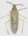 Mecidea major - photo 4