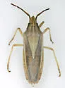 Mecidea major - photo 5