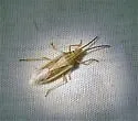 Mecidea minor - photo 2