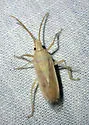 Mecidea minor - photo 3